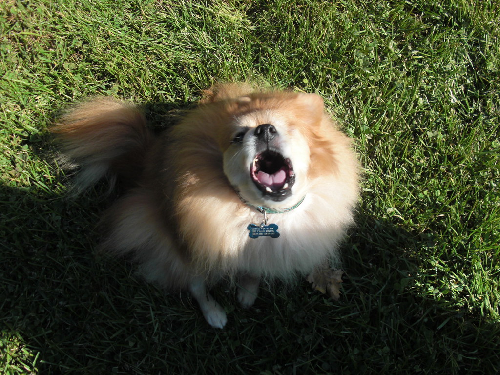 Bark! Bark!