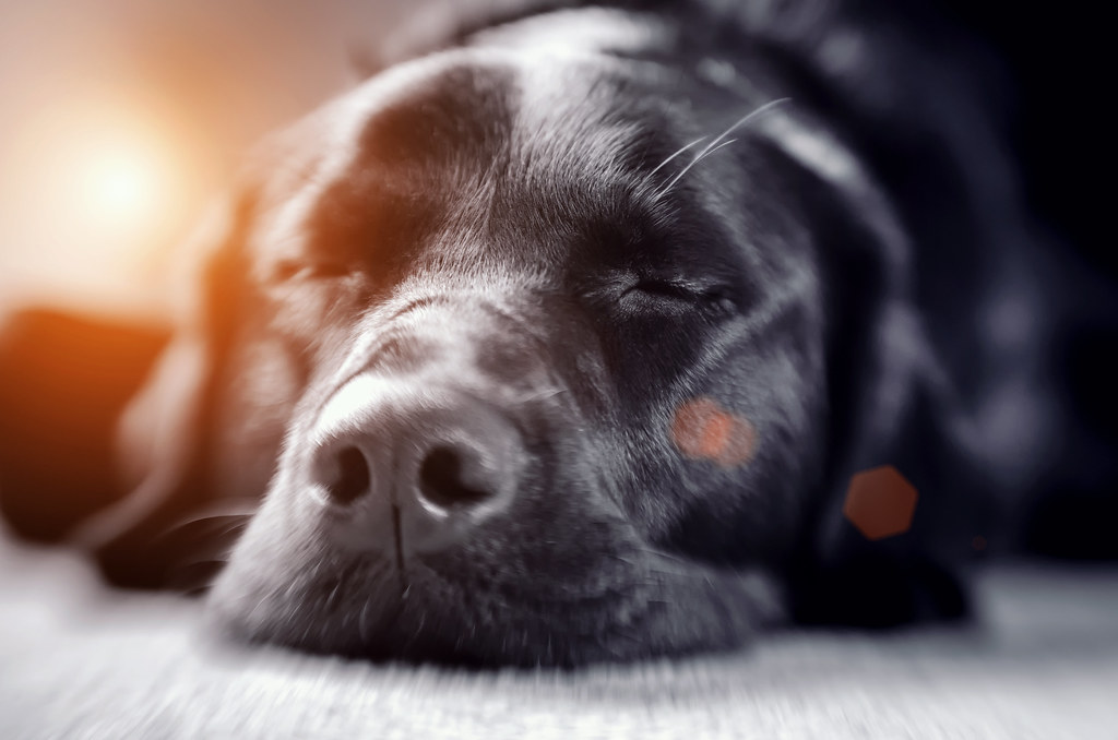 Dog. Tired.