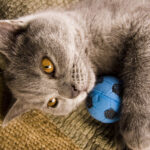 brown cat lying with blue ball