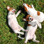 dogs lying on backs in grass - dog friendly places