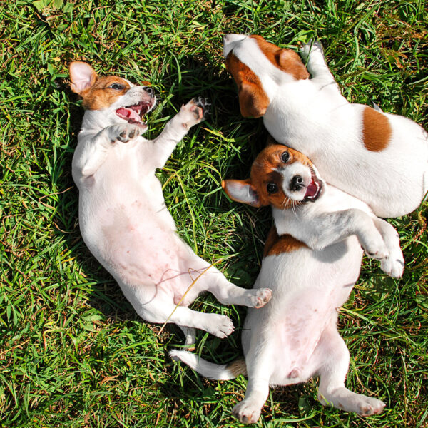 dogs lying on backs in grass - dog friendly places