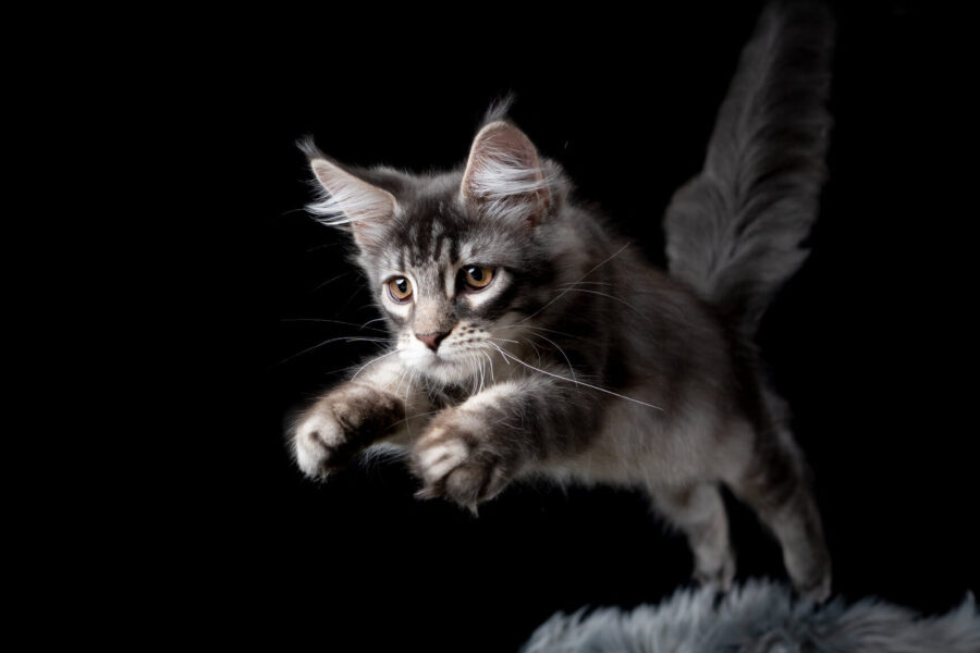 Main Coon kitten leaping - dark background