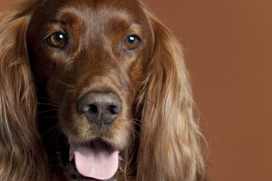 Irish setter close up on brown background - dogs of Ireland