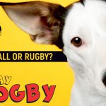 I Play Dogby