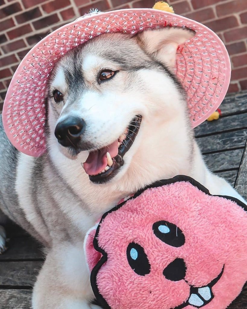 Dog wearing a pink hat holding a pink toy