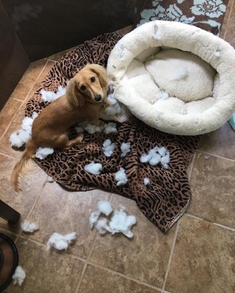Dog acting guilty near a destroyed dog bed