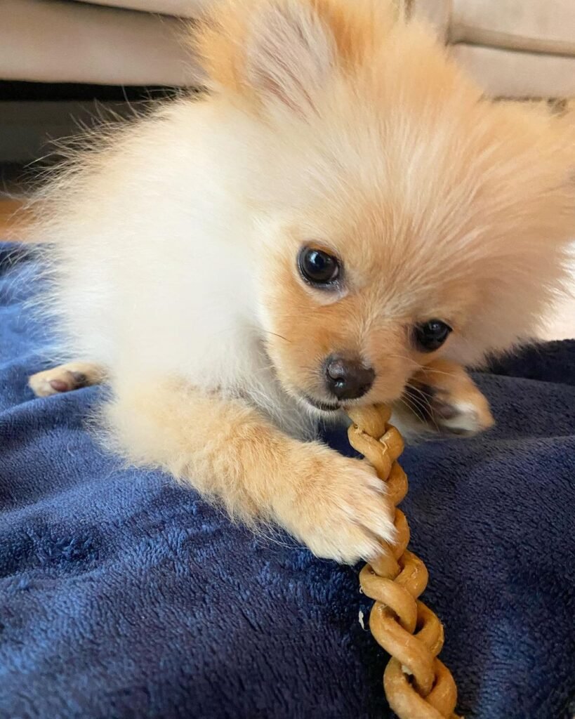 Pomeranian puppy chewing.