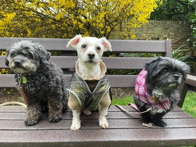 Photo of three dogs sitting on a bench.