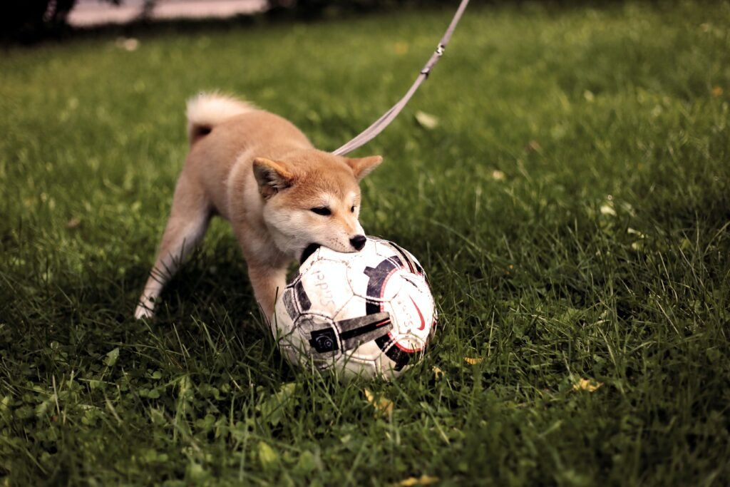 Dog with soccer ball