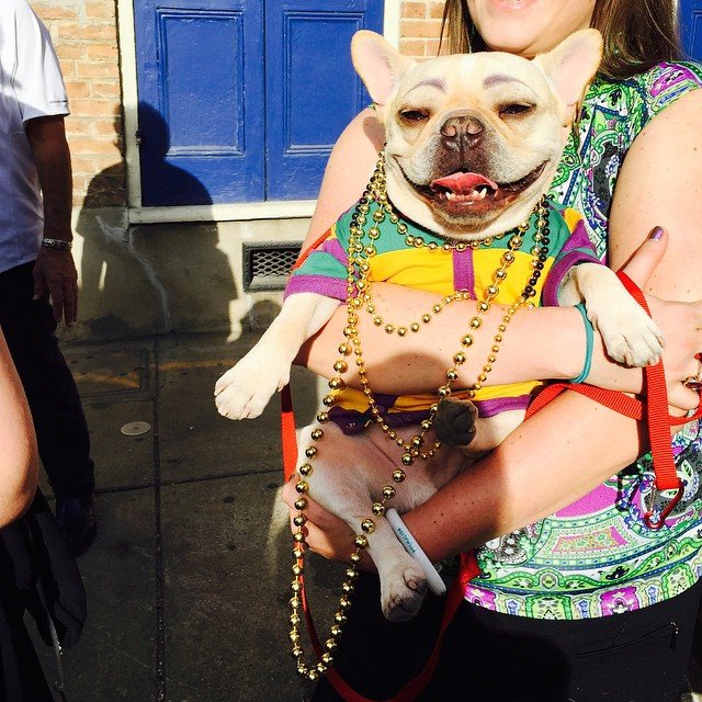 dog being held by woman at Mardi Gras