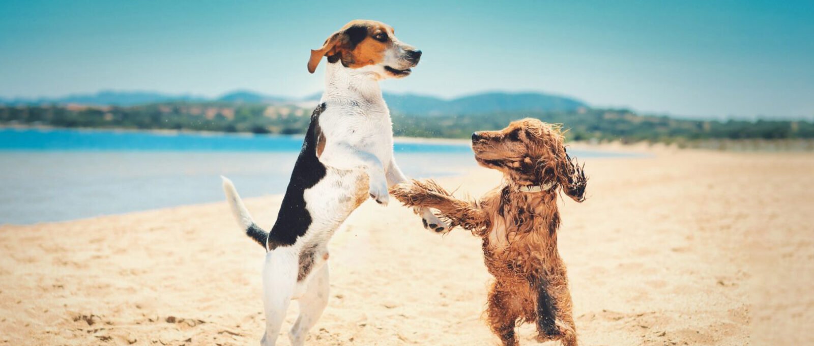 Beautiful shot of two dogs standing upright and dancing together on a beach