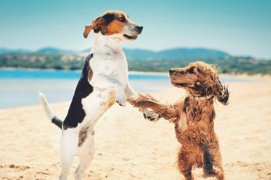 Beautiful shot of two dogs standing upright and dancing together on a beach