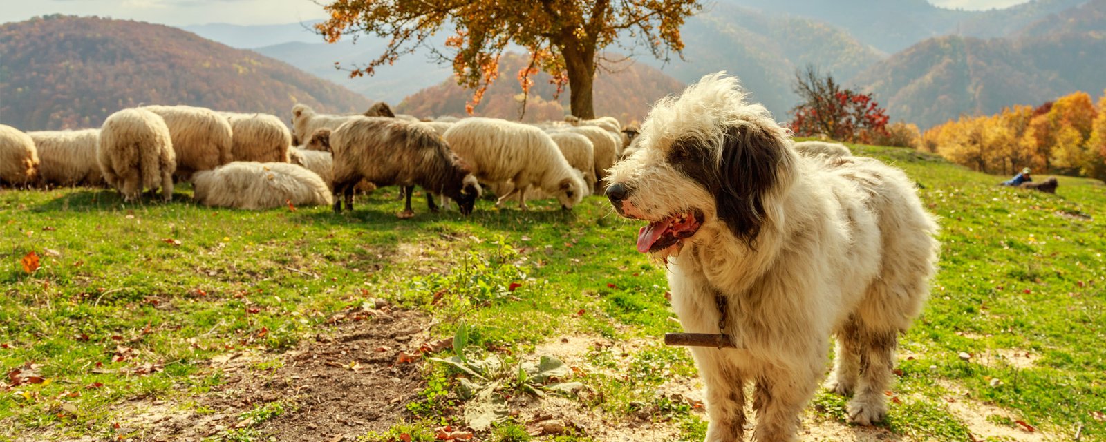 Best Farm Dog Breeds | WufMag