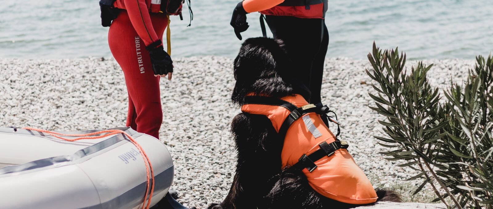 Lifeguard dog on Beach in Italy