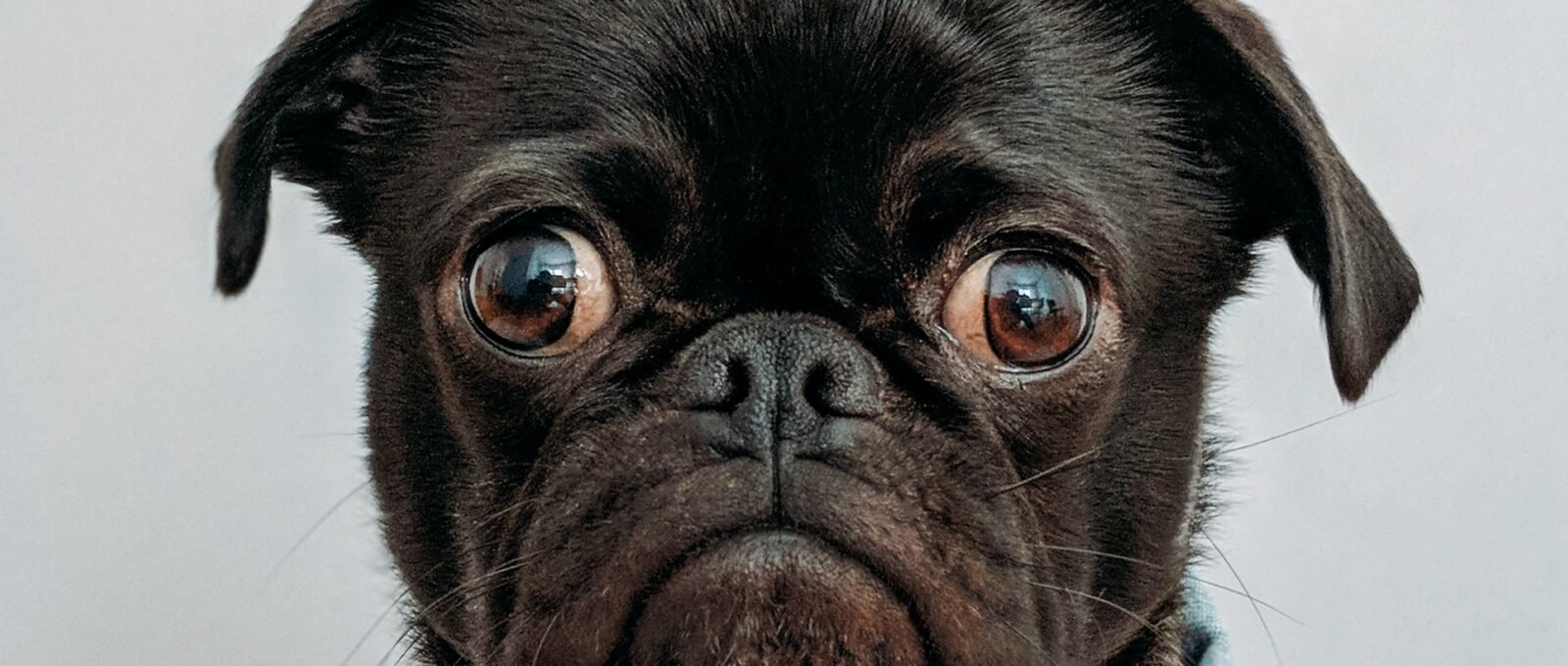pug dog with big eyes