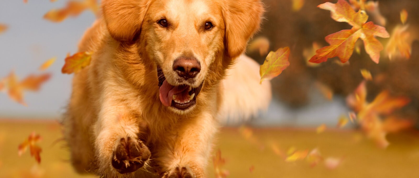 retriever puppy bounding across autumn field.