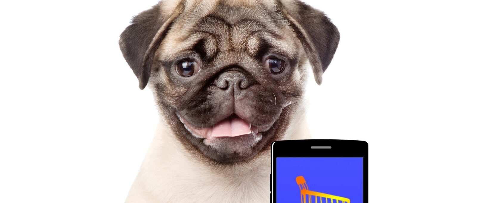 pug dog with mobile phone and app