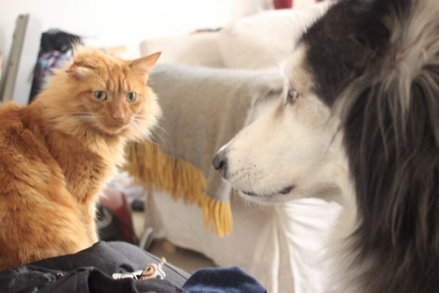 Dog and cat looking at each other