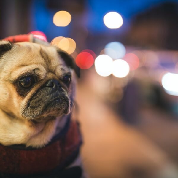 City pug dog with blurred headlights in background