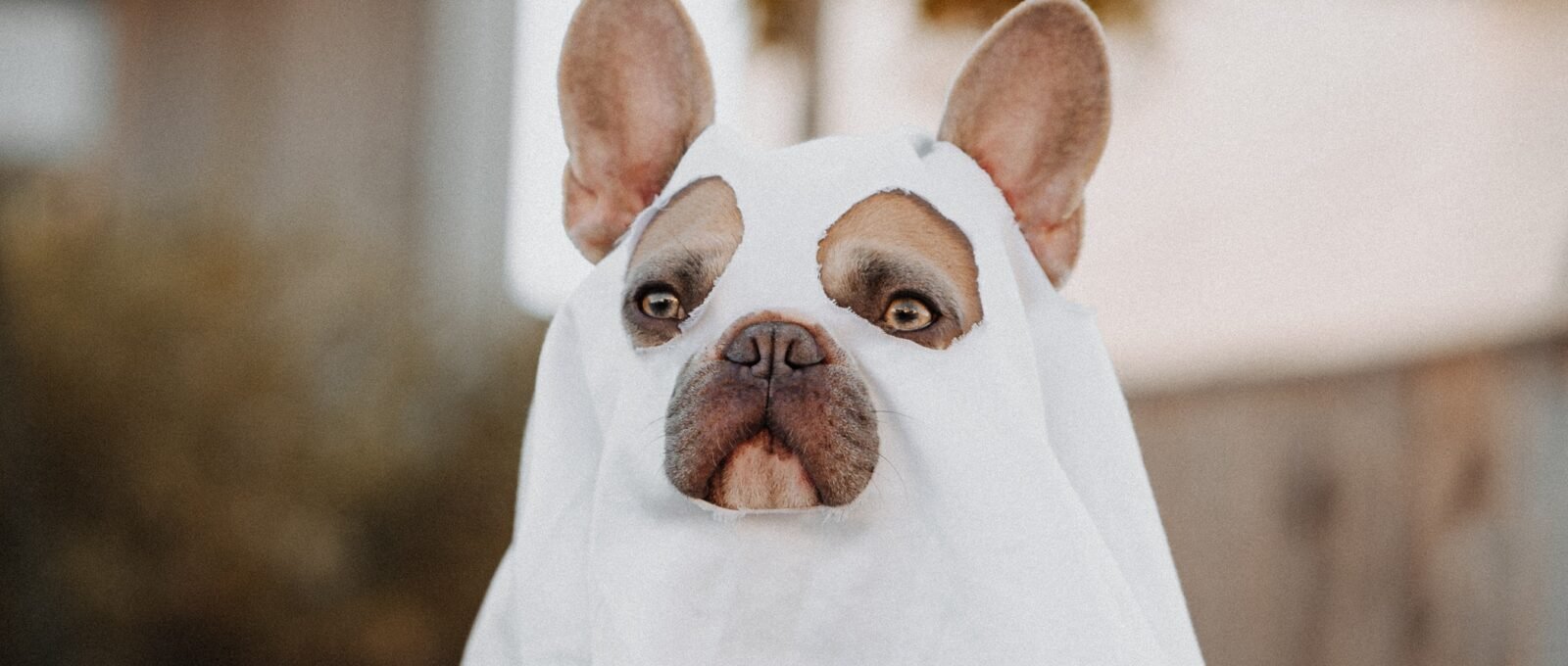 Dog in sheet - Halloween costume