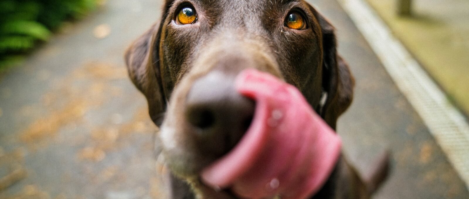 dog with tongue out around muzzle