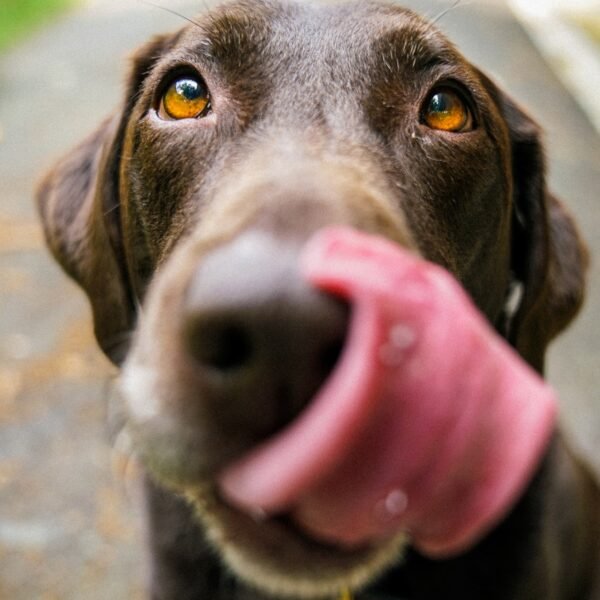 dog with tongue out around muzzle