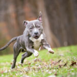 pit bull terrier and mixed running / zoomies