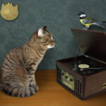 Tabby cat by vinyl record player
