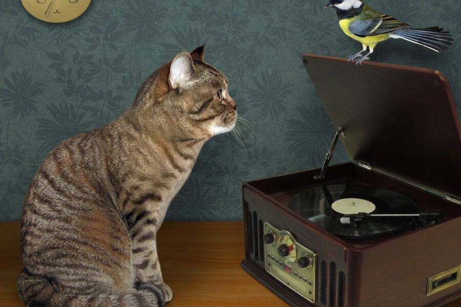 Tabby cat by vinyl record player