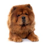 Brown Chow Chow dog on white background