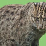 fishing cat- green background