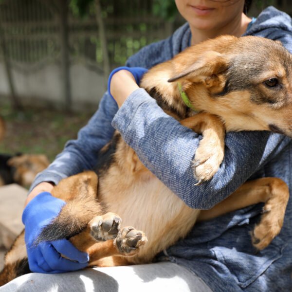 female volunteer holds dog in shelter