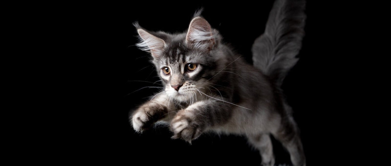 Main Coon kitten leaping - dark background