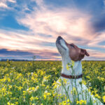 Jack Russell in flower meadow