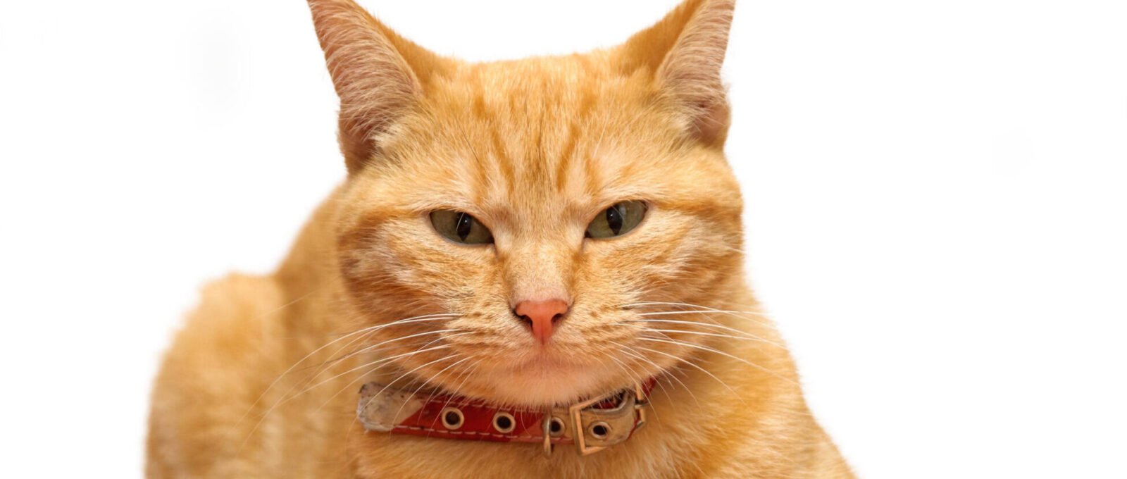 ginger/ marmalade cat looking at camera