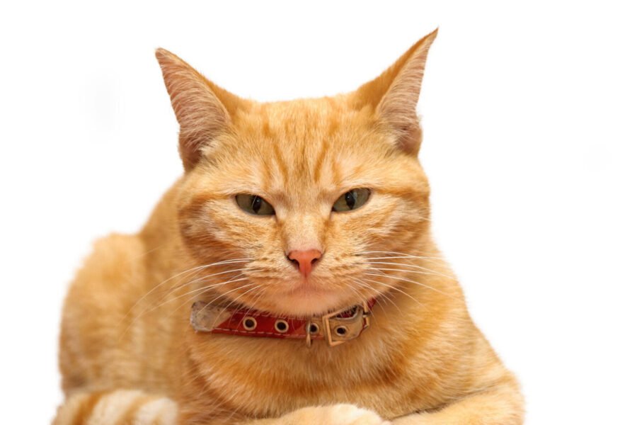 ginger/ marmalade cat looking at camera