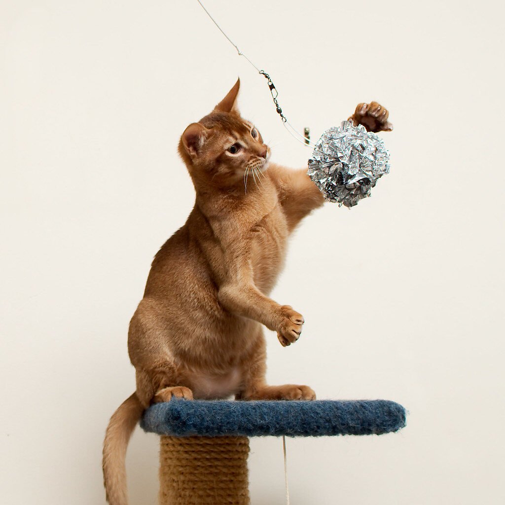 ginger cat-pawing-ball