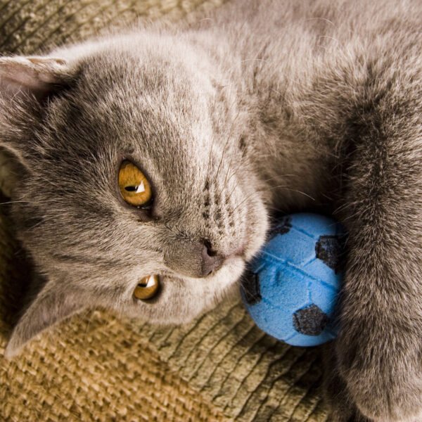 brown cat lying with blue ball