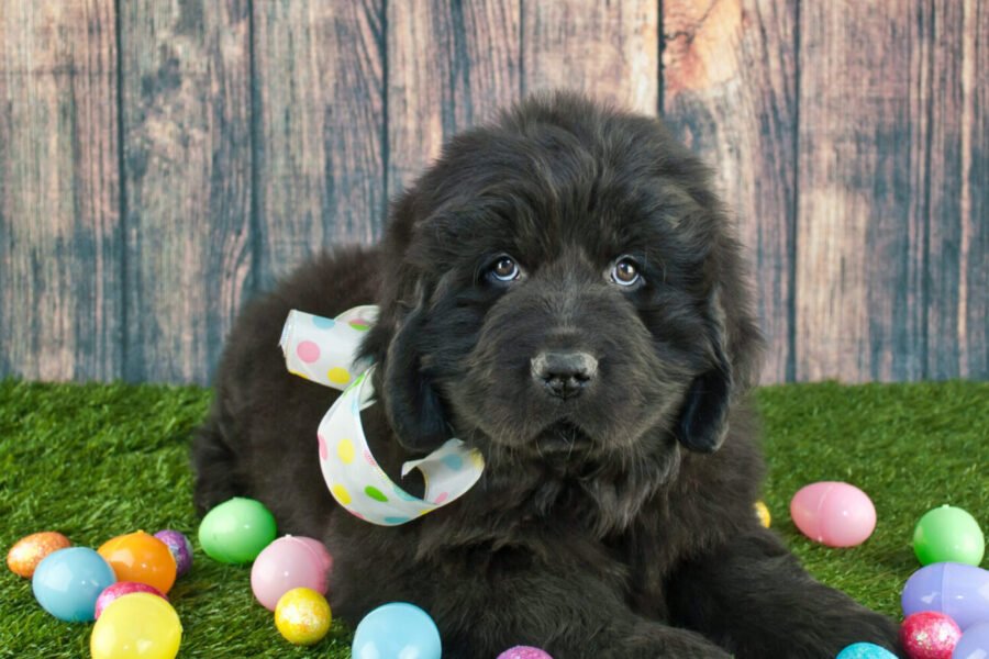 Newfoundland puppy surrounded by coloured eggs at Easter