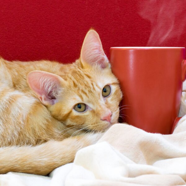 ginger cat and coffee cup - cat cafes