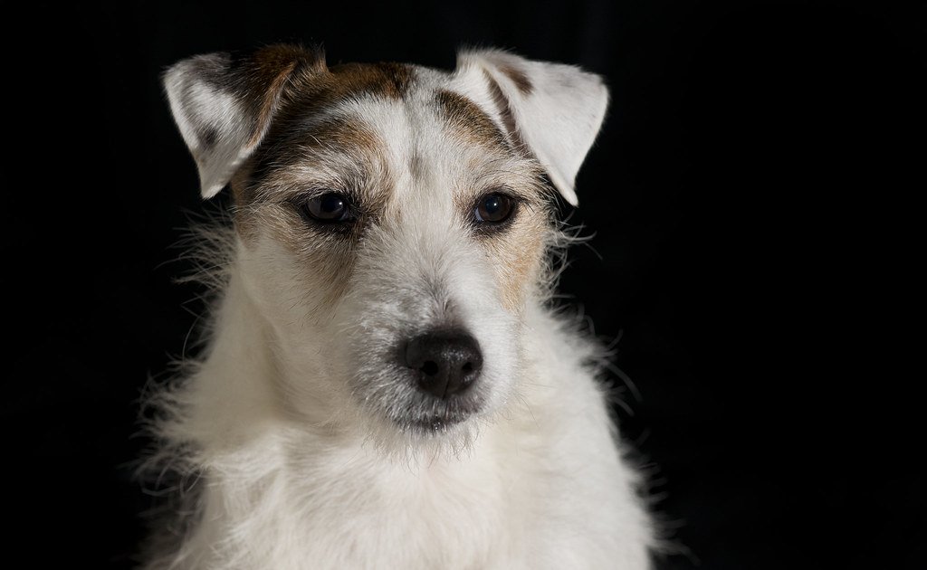 Jack Russell dog  portrait