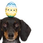 Dachshund with easter egg on head