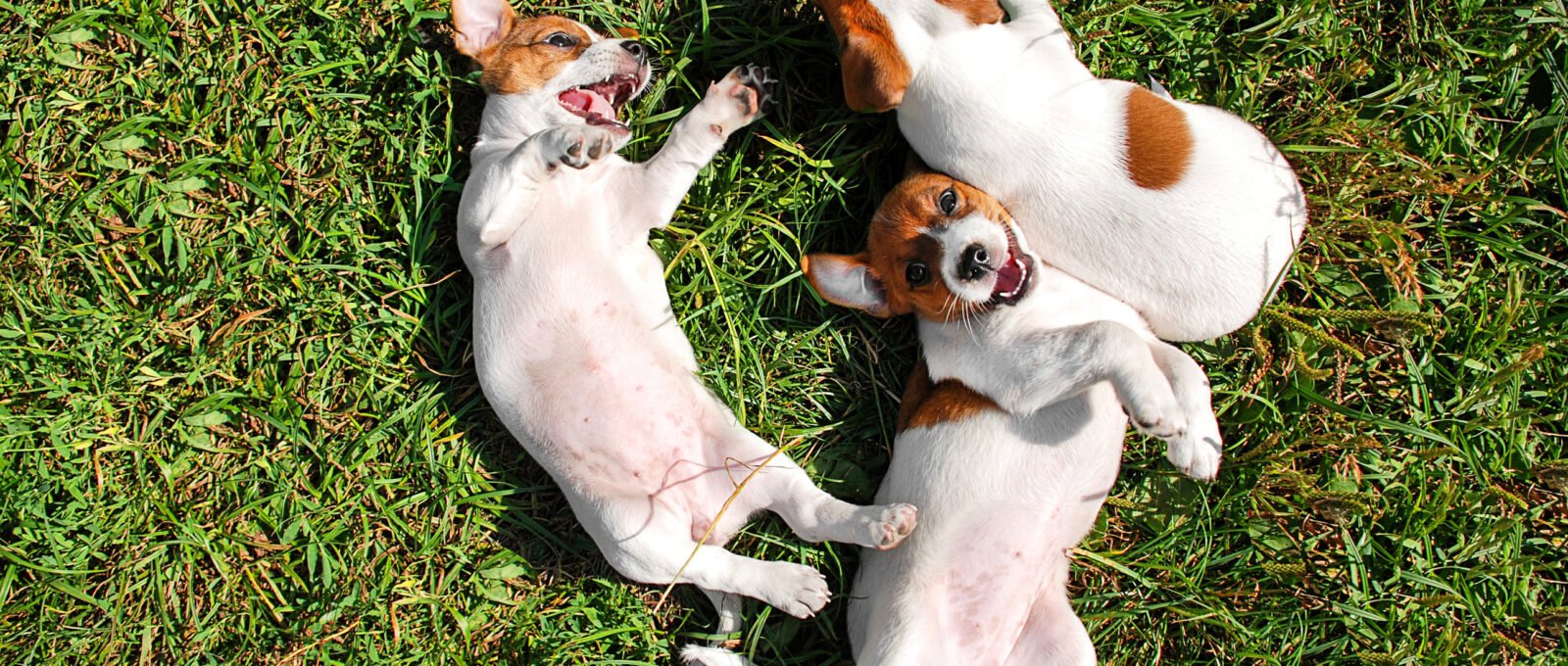 dogs lying on backs in grass - dog friendly places