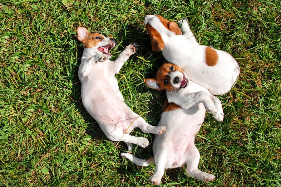 dogs lying on backs in grass - dog friendly places