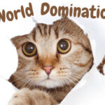 Cat world domination day