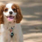 Spaniel - new puppy