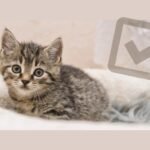 new kitten checklist - kitten on grey background