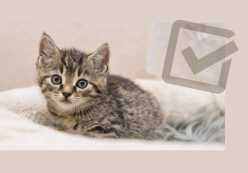 new kitten checklist - kitten on grey background